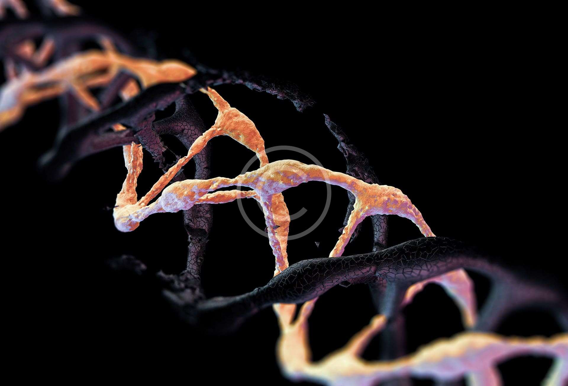 Avuncular DNA Testing